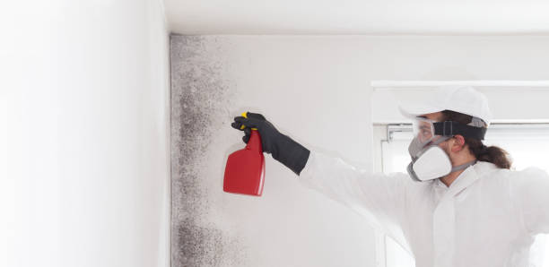 Best Same-Day Mold Removal  in Marion, PA