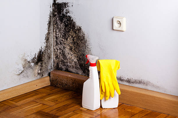 Best Attic Mold Removal  in Marion, PA