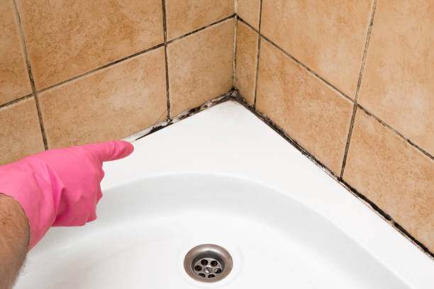 Professional Mold Removal in Marion, PA