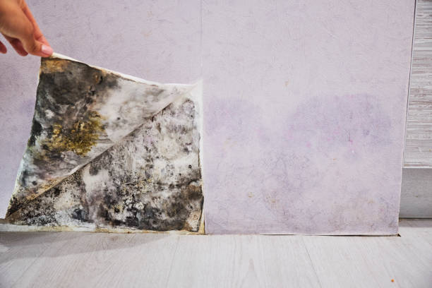 Best Mold Testing  in Marion, PA